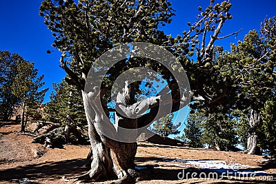 A twisted Ancient Bristlecone Pine Tree Stock Photo
