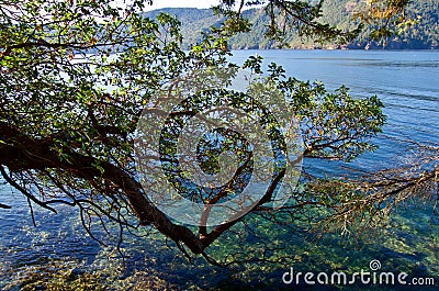 Twisted arbutus tree branch hangs out over the green waters of Saanich Inlet on a sunny day Stock Photo