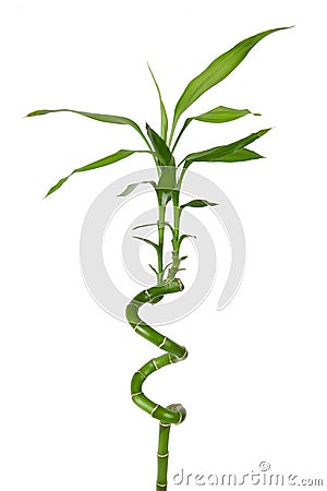 Twisted bamboo Stock Photo