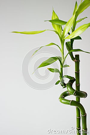 Twisted bamboo Stock Photo