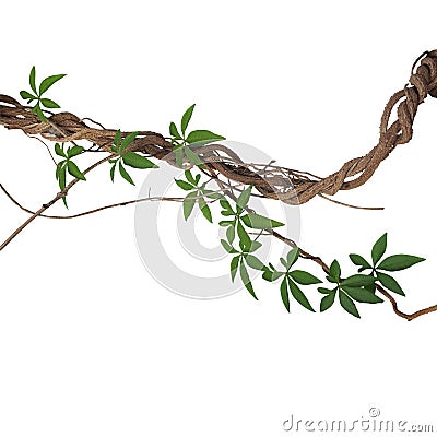 Twisted big jungle vines with leaves of wild morning glory liana plant isolated on white background, clipping path included. Stock Photo