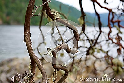 Twisted branches of Arbutus tree snake down in foreground, mountains and water of Saanich Inlet in the background Stock Photo