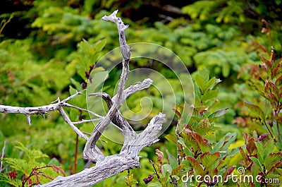 Twisted branches of a bleached, dead tree contrast with the bright green of the surrounding foliage Stock Photo