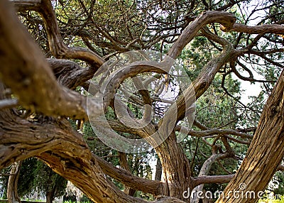 Drawing tree branches. Unusual tree Crimea Stock Photo