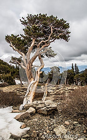 Twisted bristlecone pine trees in the Mt. Evans wilderness area Stock Photo