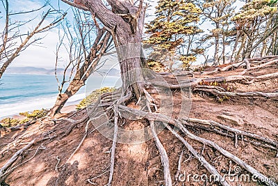 Twisted gnarled cypress tree roots on the side of a coastal cliff on Lands End trail with the Bay in the background in San Stock Photo