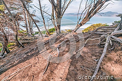 Twisted gnarled cypress tree roots on the side of a coastal cliff on Lands End trail with the Bay in the background in Stock Photo