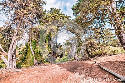 Twisted gnarled cypress tree roots on the side of a coastal cliff on Lands End trail with the Bay in the background in Stock Photo