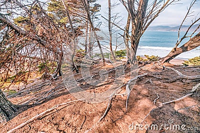 Twisted gnarled cypress tree roots on the side of a coastal cliff on Lands End trail with the Bay in the background in Stock Photo
