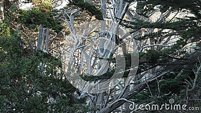 Twisted gnarled trees in forest. Mystical dry wood, pine cypress grove in moss. Stock Photo