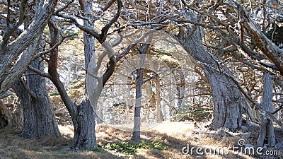 Twisted gnarled trees in forest. Mystical dry wood, pine cypress grove in moss. Stock Photo