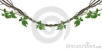 Twisted jungle vines with green leaves of wild morning glory liana plant isolated on white background, clipping path included. Stock Photo