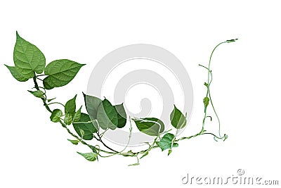 Twisted jungle vines liana plant with heart shaped green leaves isolated on white background, clipping path included Stock Photo