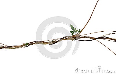 Twisted jungle vines with palmate leaves of wild morning glory l Stock Photo