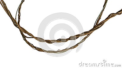 Twisted jungle vines, tropical rainforest liana plant isolated on whithe background, clipping path included Stock Photo