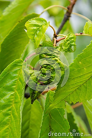 Twisted leaves of cherry. Cherry branch with wrinkled leaves affected by black aphid. Aphids, Aphis schneideri, severe Stock Photo