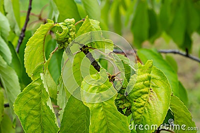 Twisted leaves of cherry. Cherry branch with wrinkled leaves affected by black aphid. Aphids, Aphis schneideri, severe damage from Stock Photo