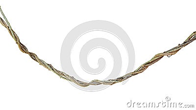 Twisted liana, jungle vines plant isolated on white background, Stock Photo