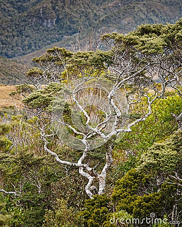 A twisted mountain beech tree viewed from the Heaphy Track Stock Photo