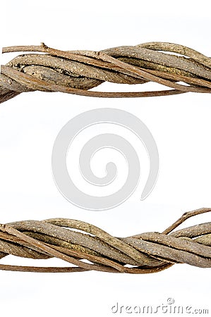 Twisted roots Stock Photo