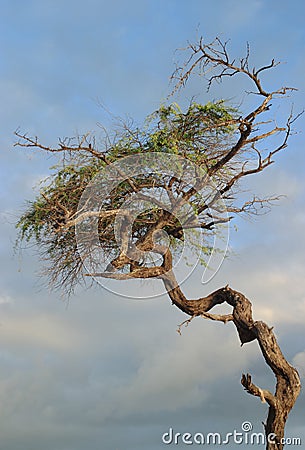Twisted Tree Stock Photo