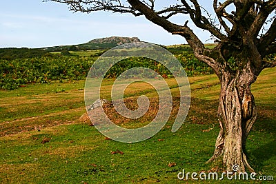 Twisted Tree Stock Photo