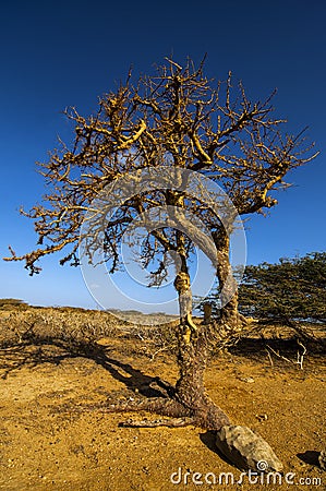 Twisted Tree Stock Photo