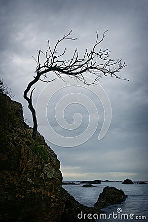 Twisted Tree Stock Photo