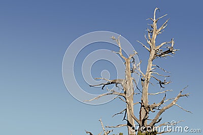 Twisted Tree Stock Photo