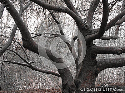 twisted tree Stock Photo