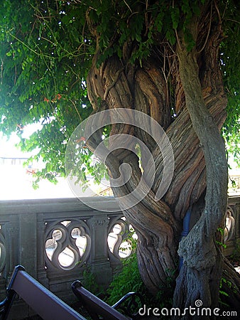 TWISTED TREE AT BILTMORE HOUSE Editorial Stock Photo