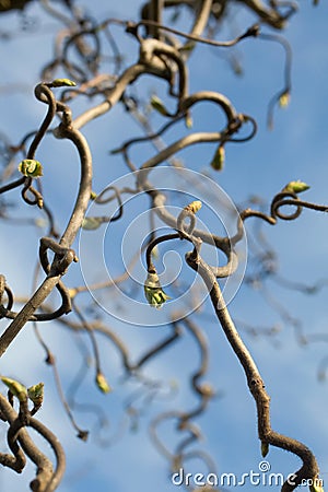 Twisted tree branch background Stock Photo