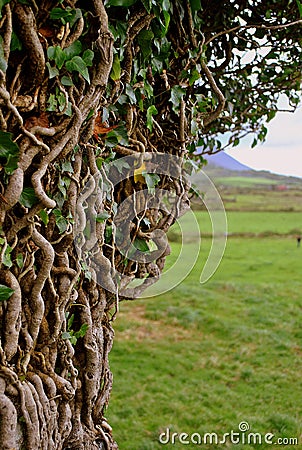 Twisted tree branches Stock Photo