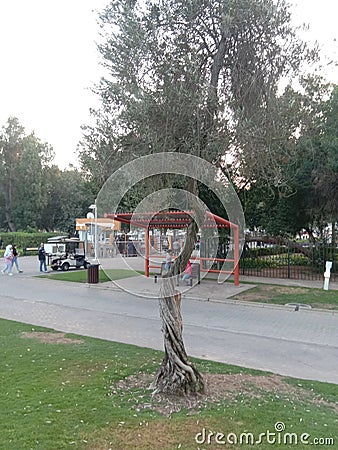 Twisted tree in creek park dubai Editorial Stock Photo