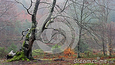 Twisted tree in forest Stock Photo