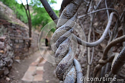 Twisted Tree Stock Photo