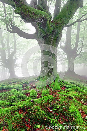 Twisted tree roots with moss on forest Stock Photo