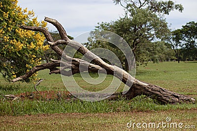 Twisted tree trunk Stock Photo