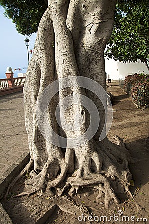 Twisted trunk Stock Photo