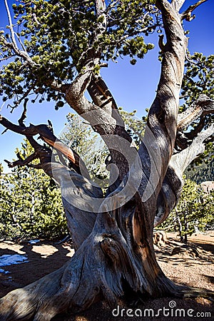 Ancient Bristlecone Pine Tree Twisted Trunks Stock Photo