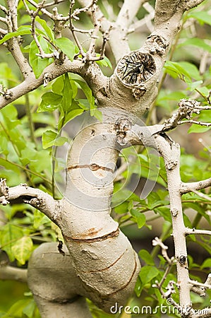 Twisted trunk bark Stock Photo