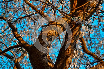 Twisted trunk with branches of blooming apple tree with white flowers. Spring blossom. Blue sky backdrop. Embossed orange bark Stock Photo