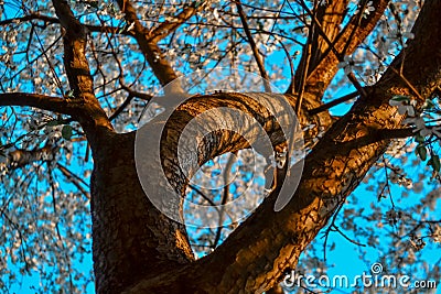 Twisted trunk with branches of blooming apple tree with white flowers. Spring blossom. Blue sky backdrop. Embossed brown bark Stock Photo