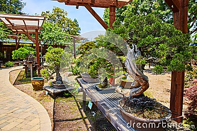 Twisted trunk of tiny bonsai tree plant miniature on garden bench surrounded by plants Stock Photo