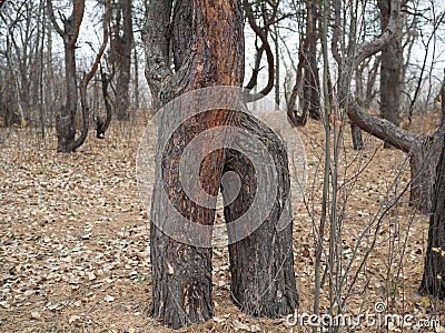 The twisted trunk of two pine trees. Beautiful nature. Embrace of trees Stock Photo