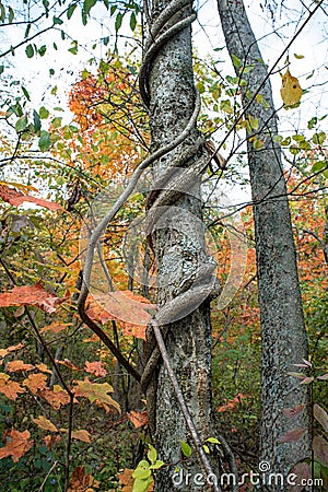 Twisted Vine Growing on Tree Trunk Stock Photo