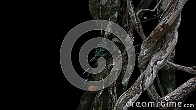 Twisted wild liana big jungle vines plant with moss, lichen and Stock Photo