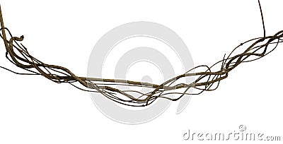 Twisted wild liana jungle vine isolated on white background, clipping path included Stock Photo