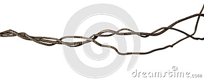 Twisted wild liana jungle vine on white background, path Stock Photo