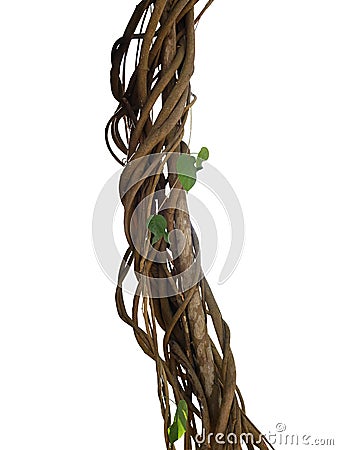 Twisted wild liana jungle vines plant growing on tree branch iso Stock Photo